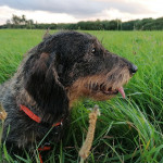 Arica vom Georgenhof