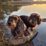Frieda und B&auml;rbel von der Dachsbergh&ouml;hle FCI