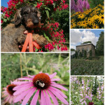 Lund botanischer Garten I