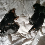 vom kleinen Teufelsmoor 01