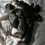 vom kleinen Teufelsmoor 02